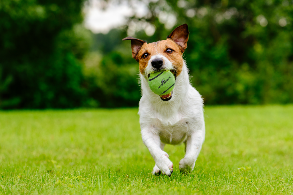 Dog Comets Tennisbal Met Pieper Neutron Star M Groen — afbeelding 3