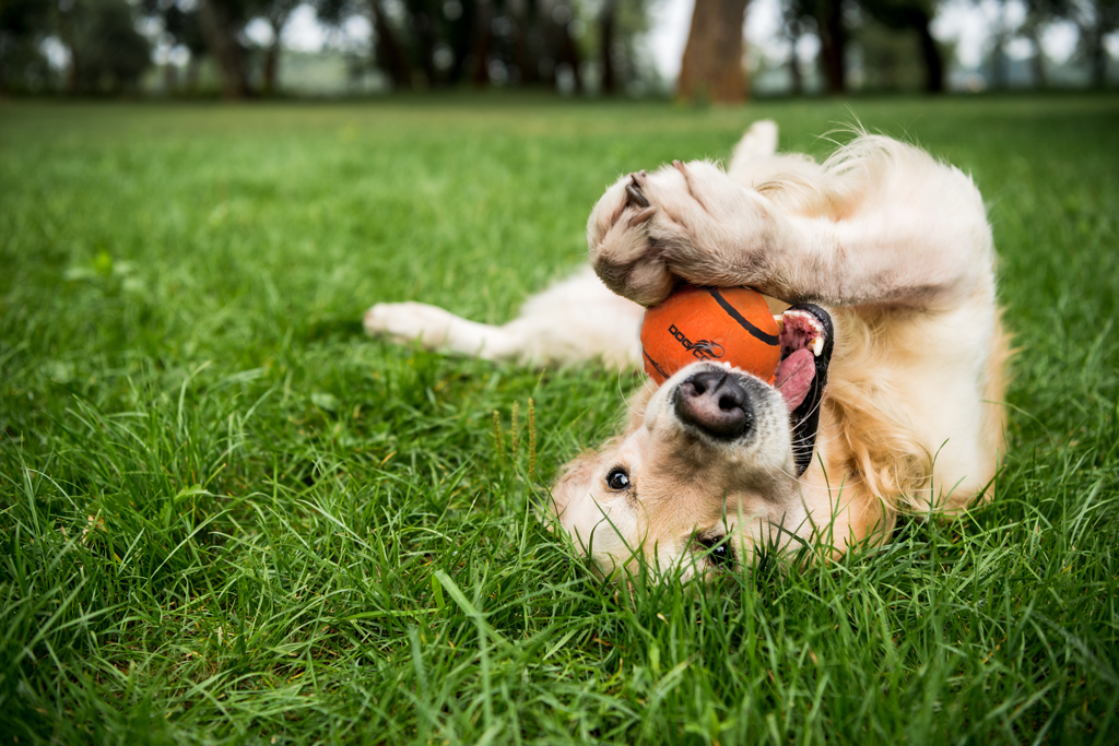 Dog Comets Tennisbal Met Pieper Neutron Star M Oranje — afbeelding 3