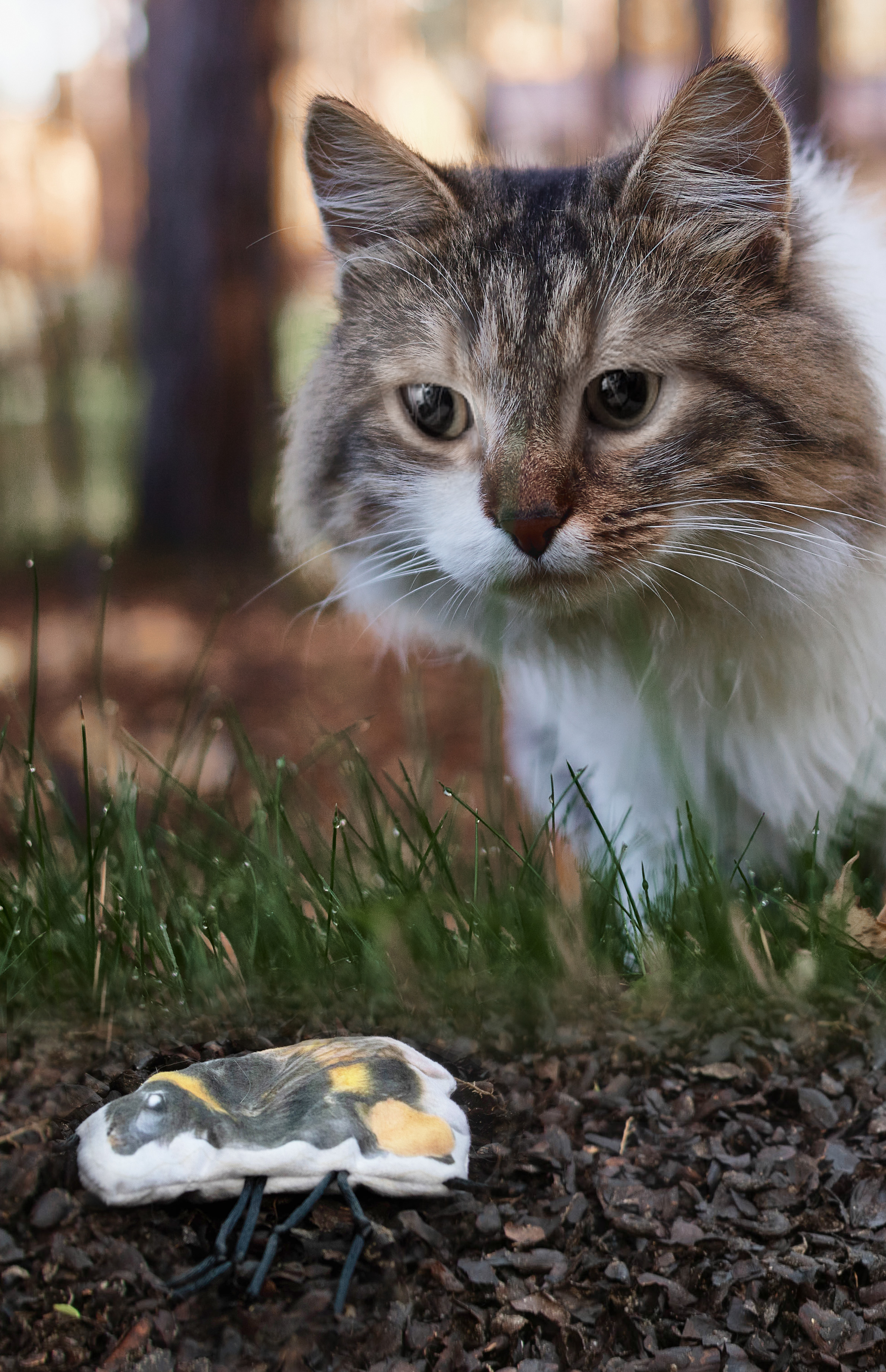 Wild Life Cat Hommel — afbeelding 3