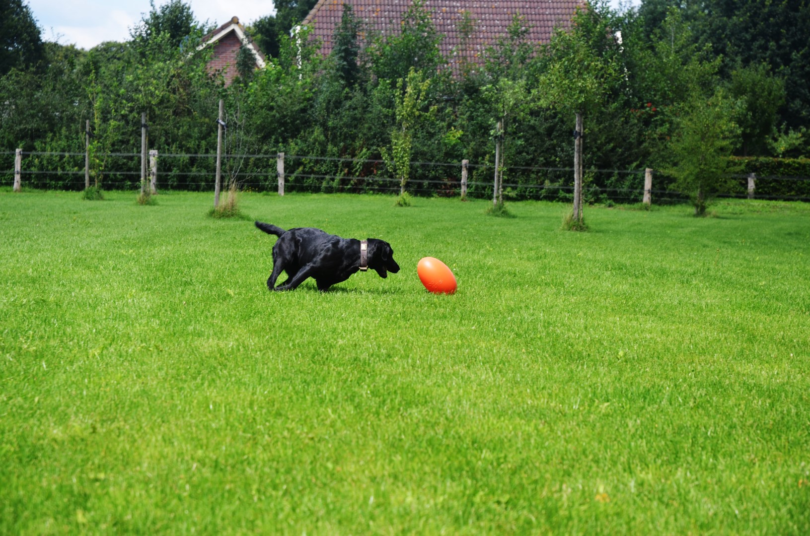 Dog Comets Pan-Stars Oranje M — afbeelding 4