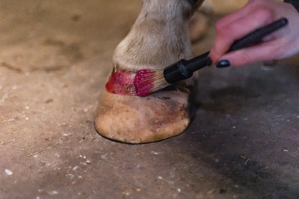Excellent Horse Hi Gloss Glitter Hoof Polish Pink 150 ml — afbeelding 3