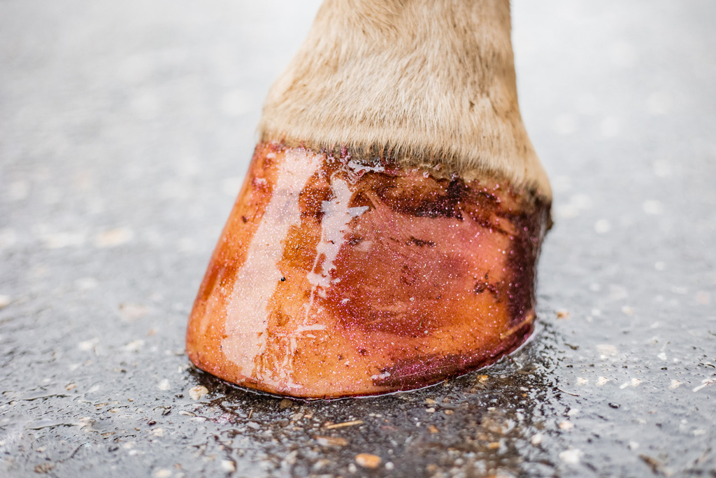 Excellent Horse Hi Gloss Glitter Hoof Polish Pink 150 ml — afbeelding 5