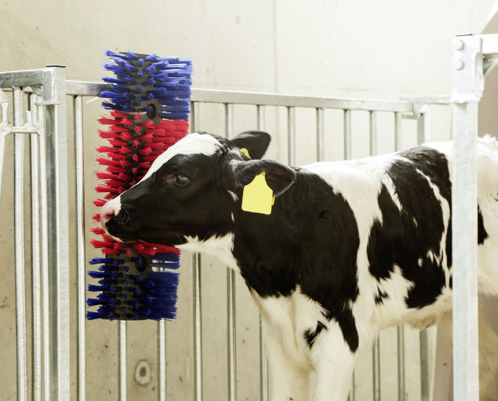 Borstel voor Paard, Rund, Geit — afbeelding 3