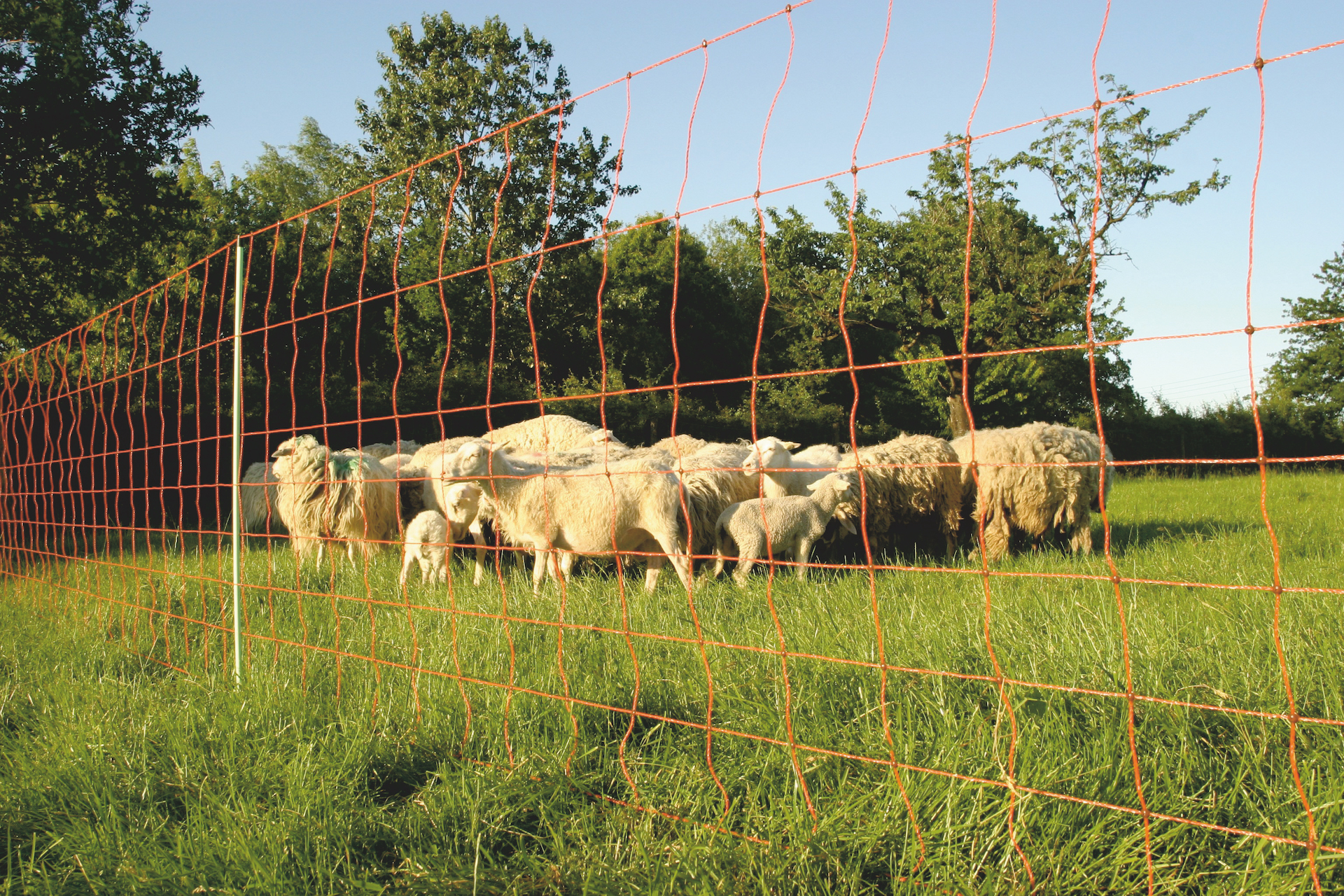 Euro-Netz 106 cm dubbelpunt — afbeelding 2