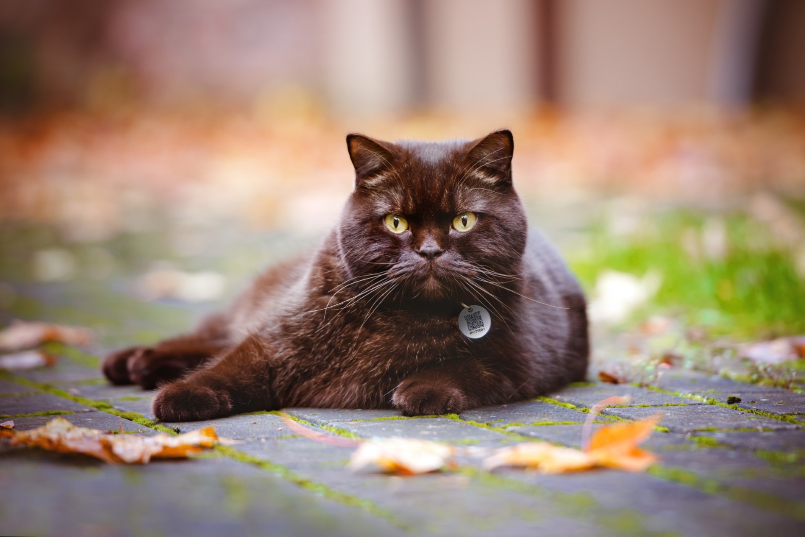 Spotted! Pro Hond & Kat S — afbeelding 4