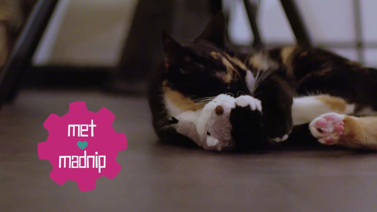 Robocat Kikker — afbeelding 4