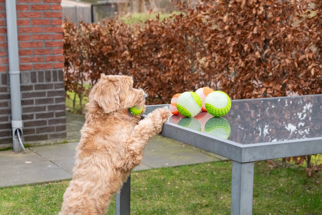Dog Comets Glow In The Dark Moon Bal M Roze — afbeelding 6