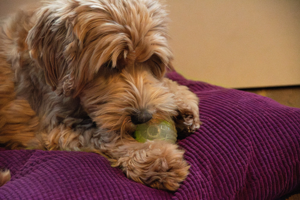 Dog Comets Glow In The Dark Moon Bal L Oranje — afbeelding 4