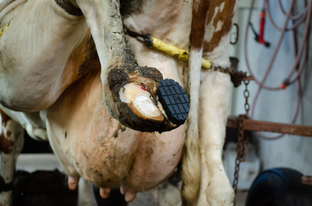 Excellent Easy Hoof Block PVC plastic - 11 cm — afbeelding 4