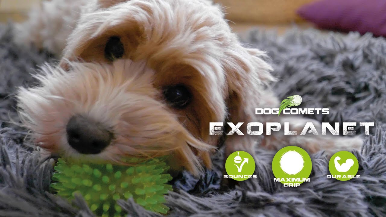Dog Comets Exoplanet Egelbal M Oranje — afbeelding 3