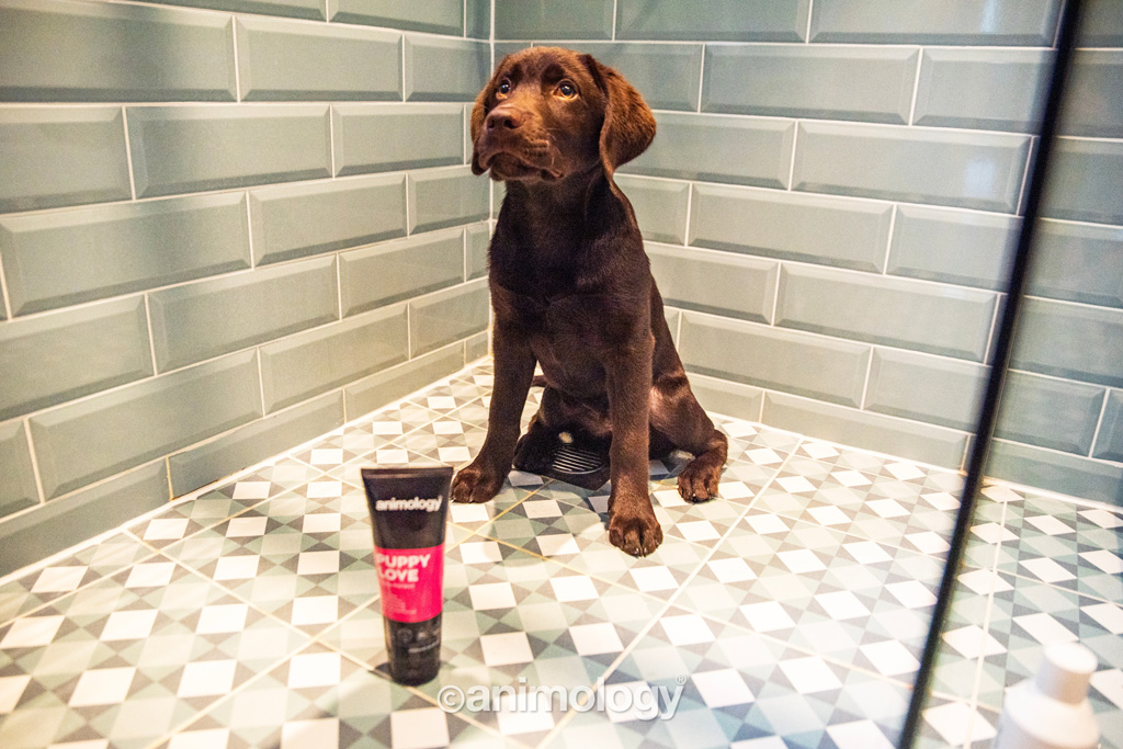 Animology Puppy Love Puppy Shampoo 250 ml — afbeelding 3