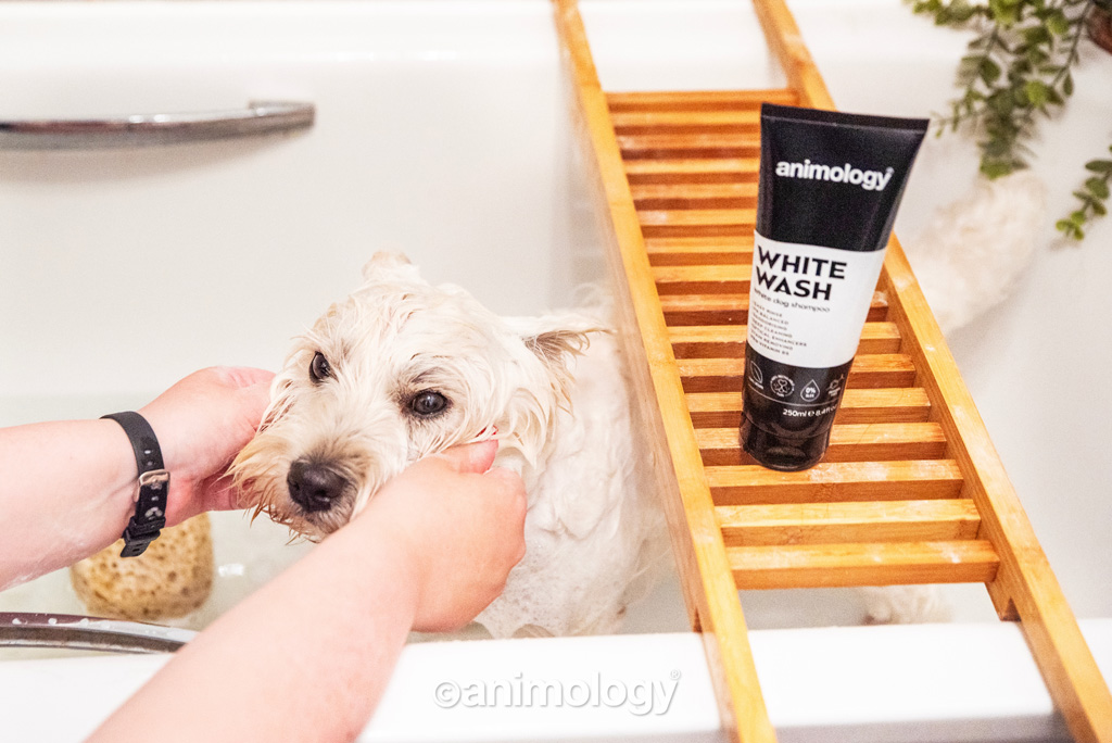 Animology White Wash Dog Shampoo 250 ml — afbeelding 2