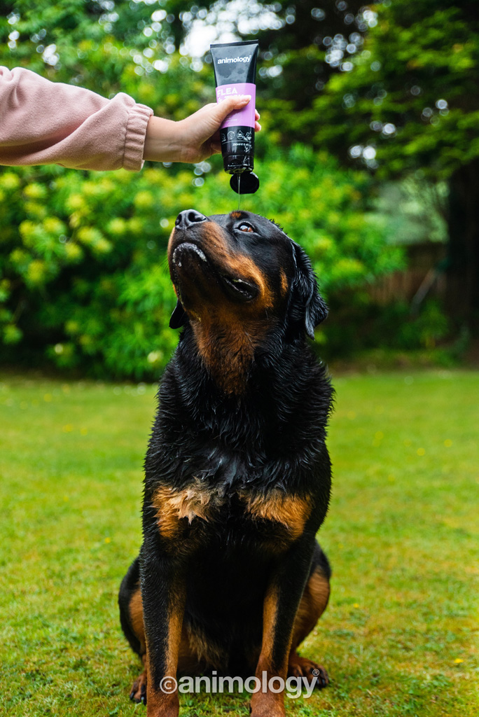 Animology Flea & Tick Dog Shampoo 250 ml — afbeelding 3