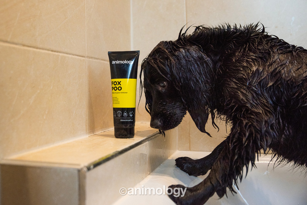 Animology Fox Poo Dog Shampoo 250 ml — afbeelding 3