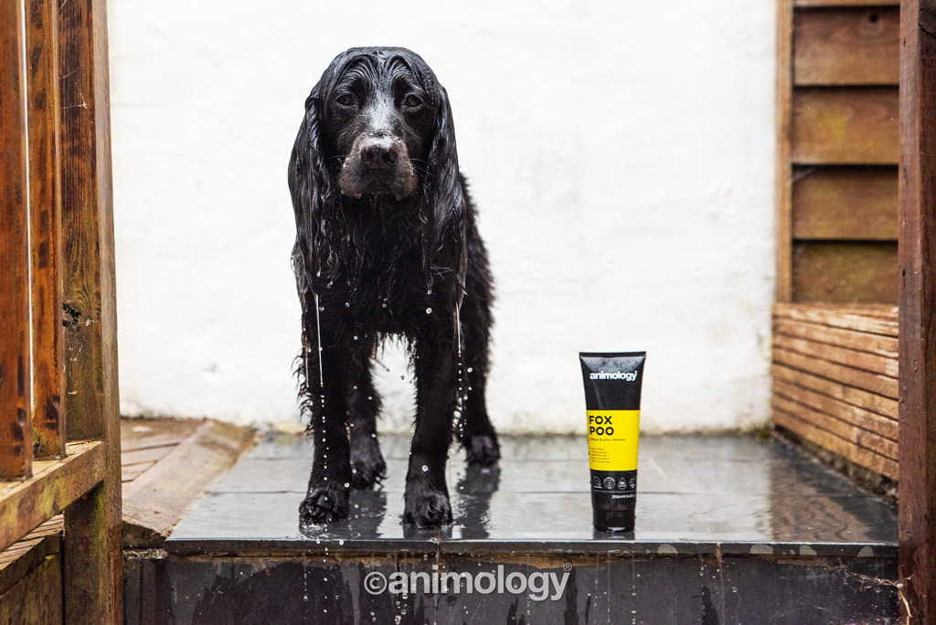 Animology Fox Poo Dog Shampoo 250 ml — afbeelding 4