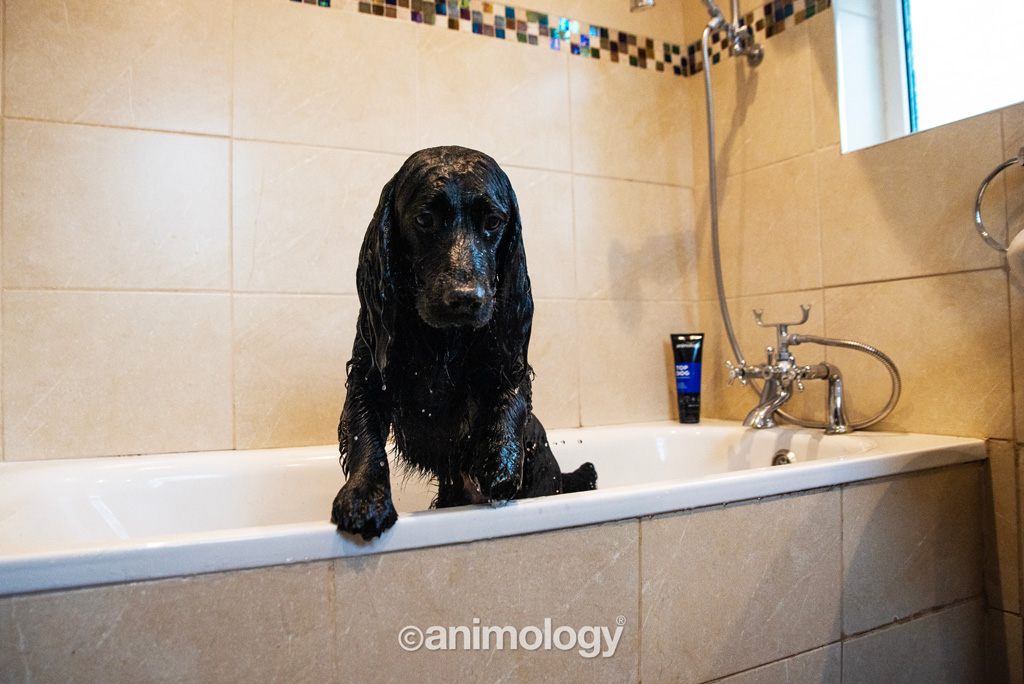 Animology Top Dog Conditioner 250 ml — afbeelding 2