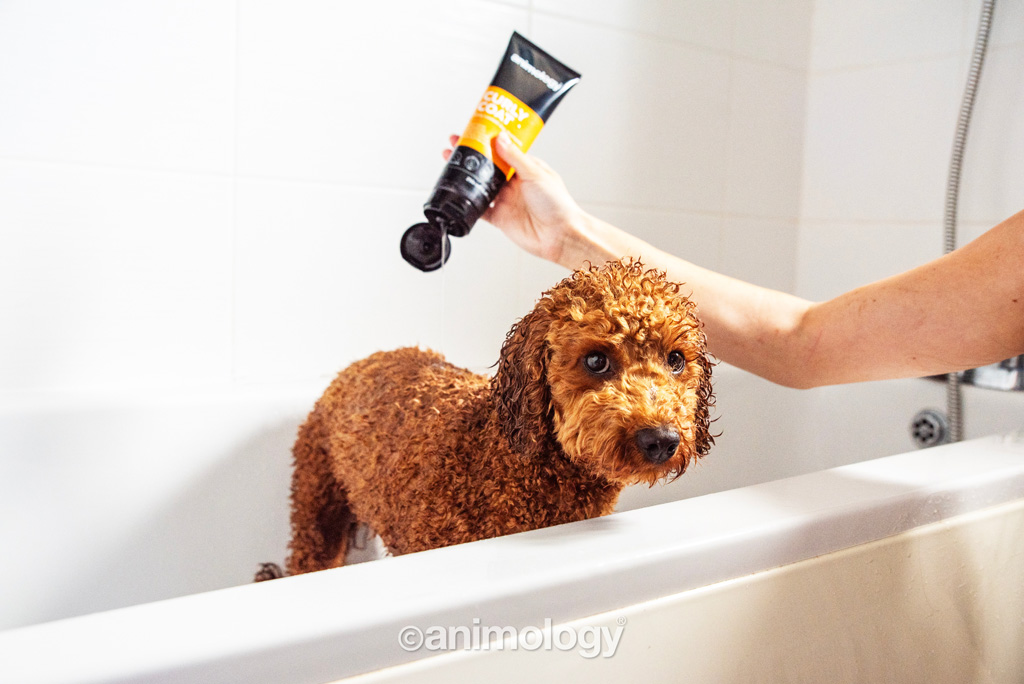 Animology Curly Coat Dog Shampoo 250 ml — afbeelding 2