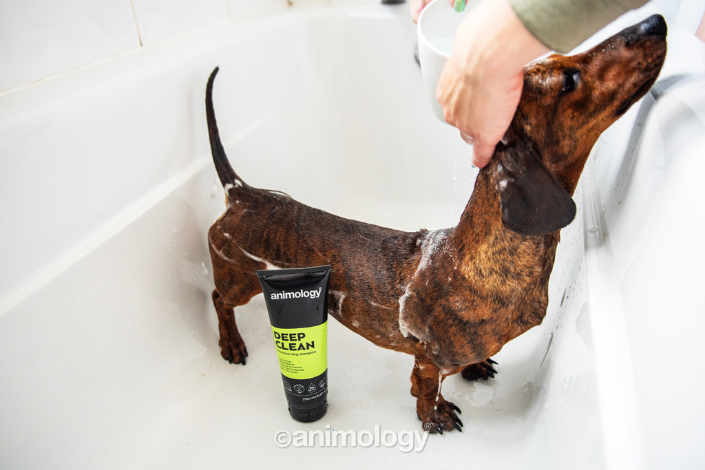 Animology Deep Clean Intensive Dog Shampoo 250 ml — afbeelding 4