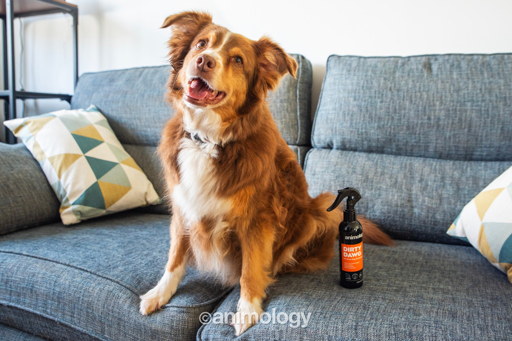 Animology Dirty Dawg No Rinse Dog Shampoo 250 ml — afbeelding 3