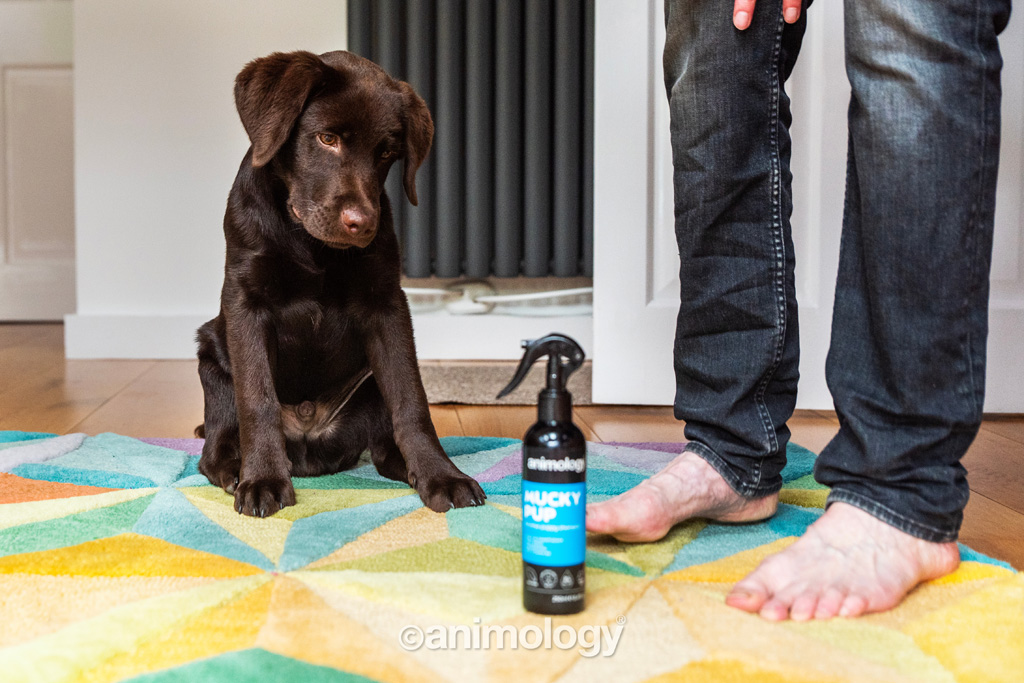 Animology Mucky Pup No Rinse Puppy Shampoo 250 ml — afbeelding 2