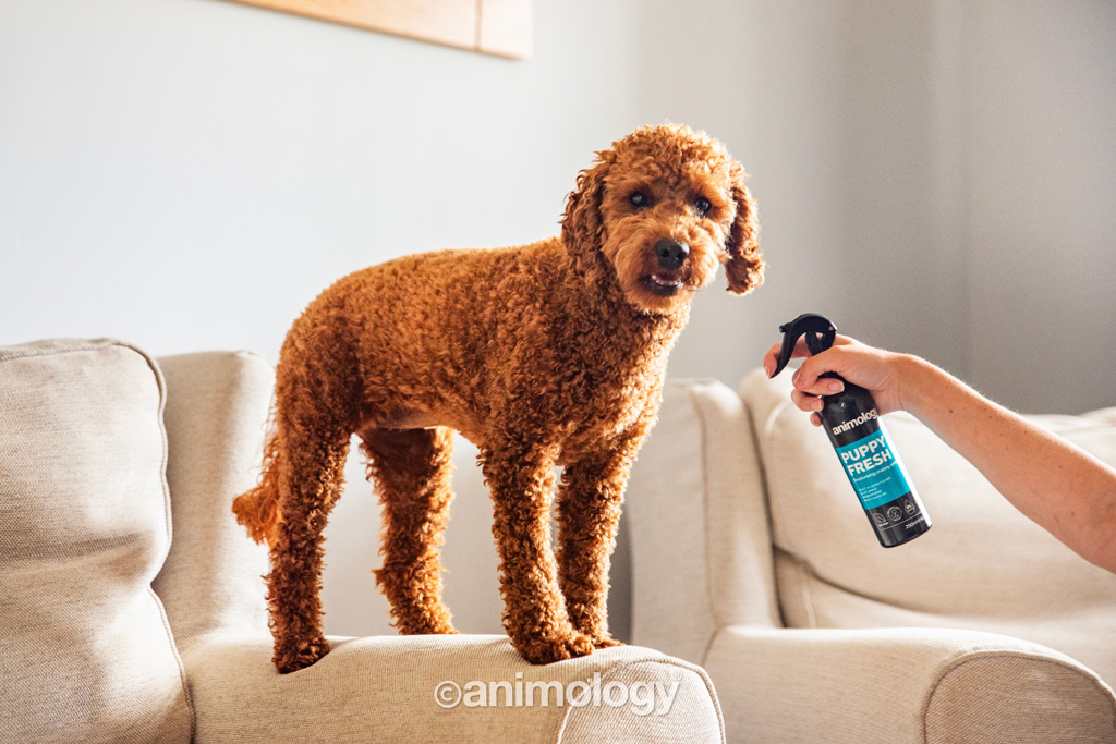 Animology Puppy Fresh Deodorising Puppy Spray 250 ml — afbeelding 2