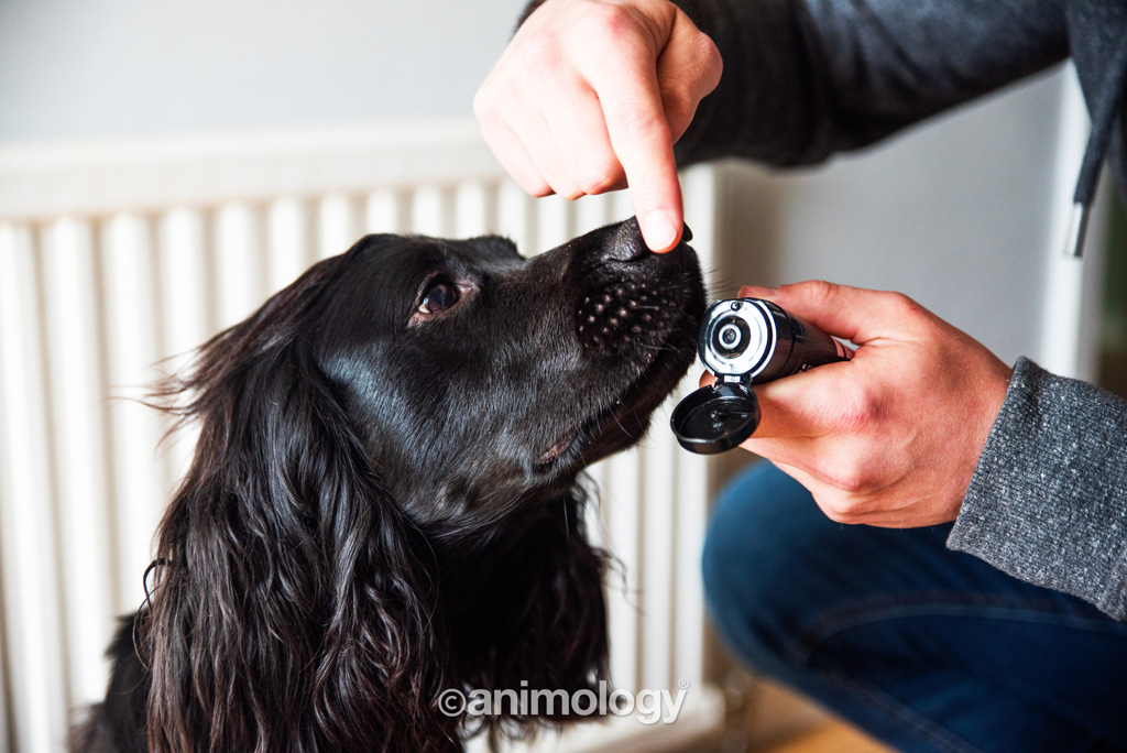 Animology Paws & Nose Balm 50 ml — afbeelding 4