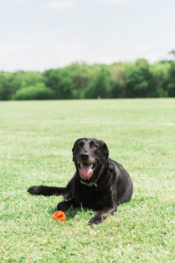 Chuckit! Air Fetch Ball M — afbeelding 5