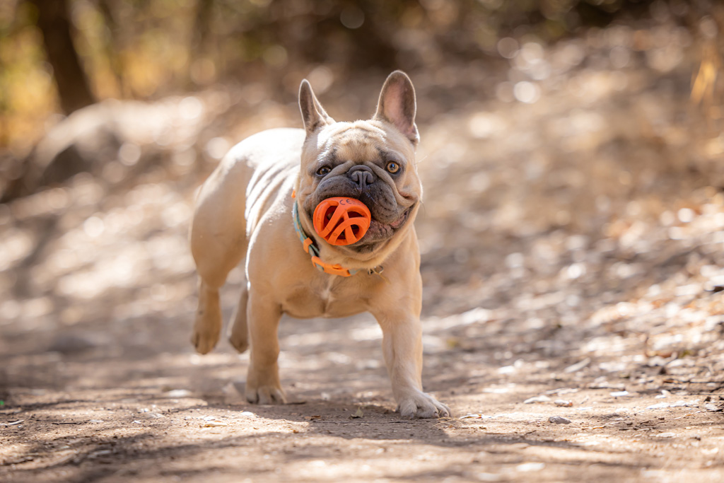 Chuckit! Air Fetch Ball M — afbeelding 3