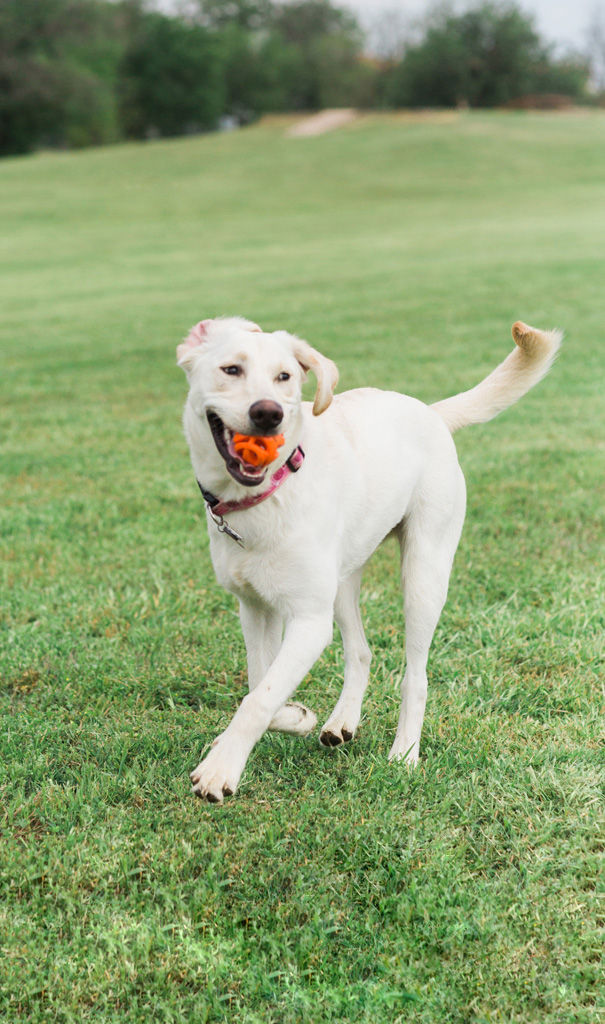 Chuckit! Air Fetch Ball M — afbeelding 4