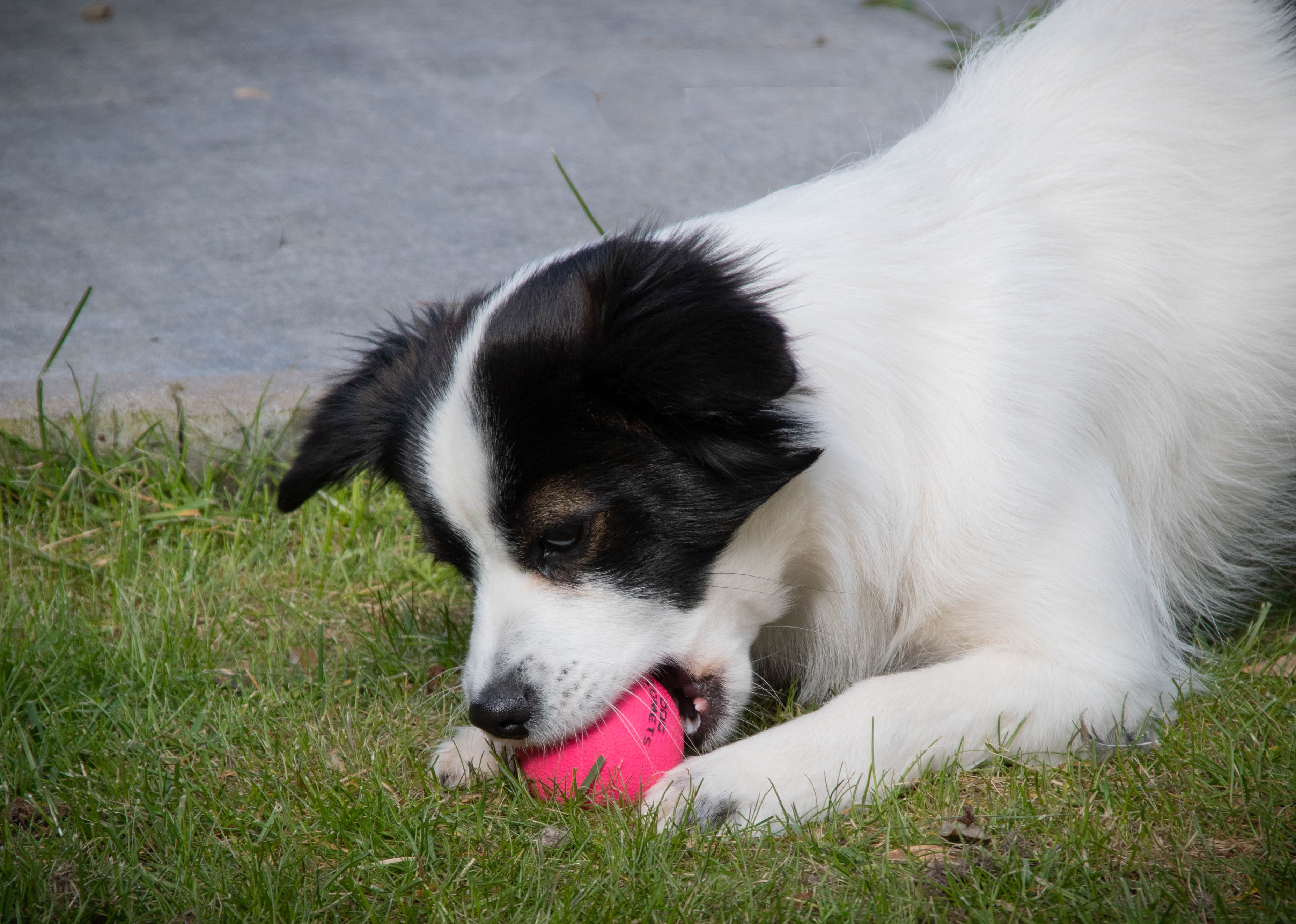 Dog Comets Stardust Roze S — afbeelding 5