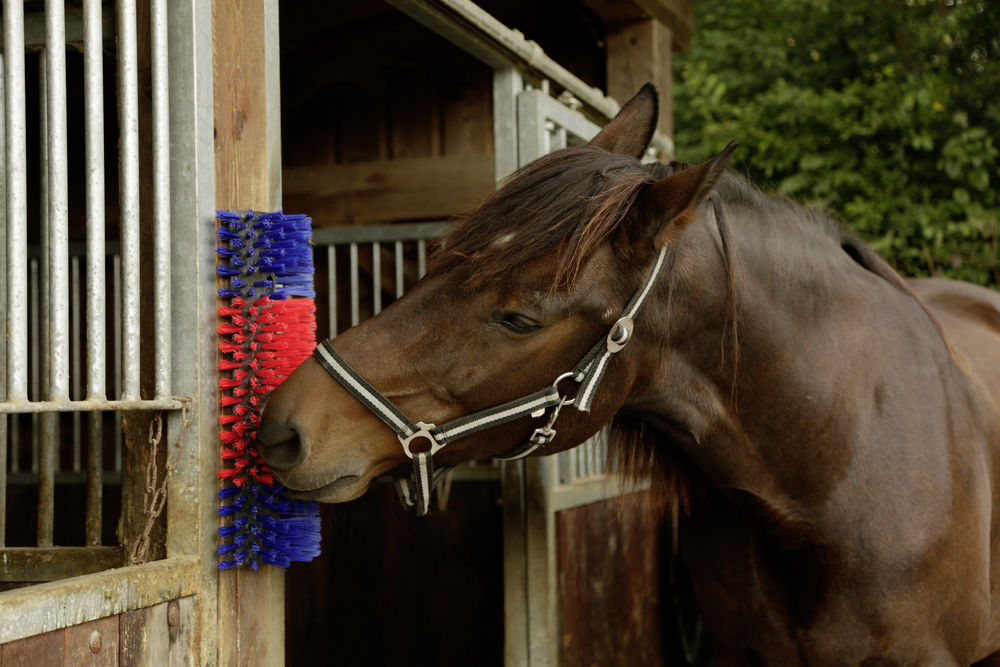 Borstel voor Paard, Rund, Geit — afbeelding 4