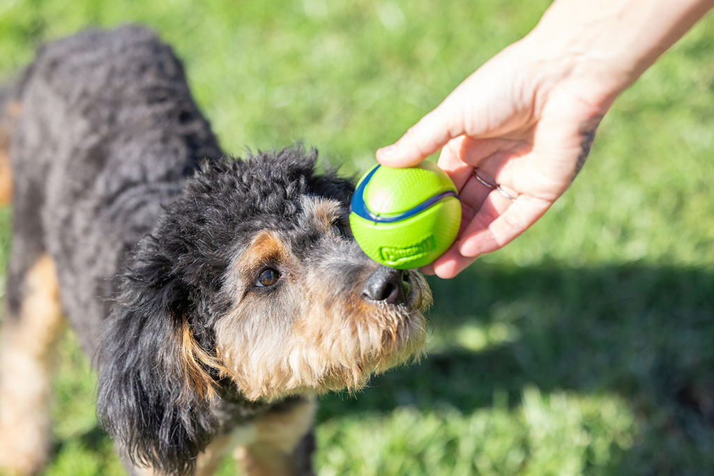 Chuckit! Sniff Fetch Ball Bacon & Peanut Butter M 4-pack — afbeelding 2