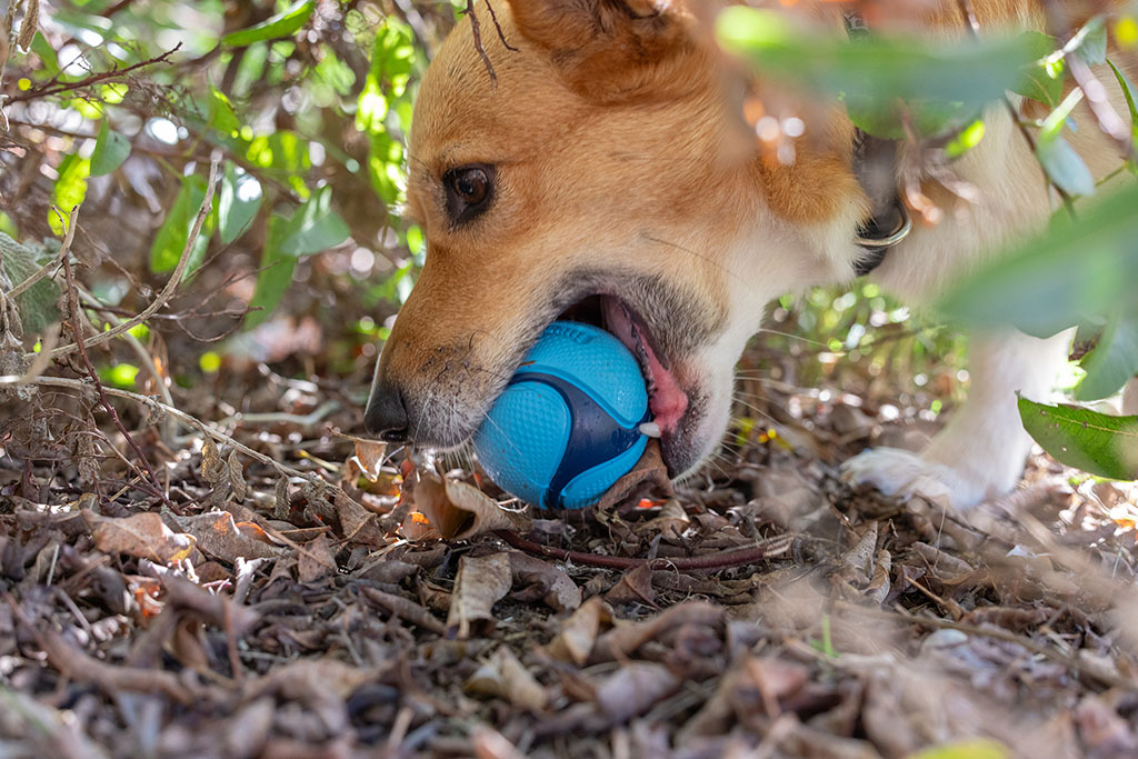 Chuckit! Sniff Fetch Ball Bacon & Peanut Butter M 4-pack — afbeelding 3