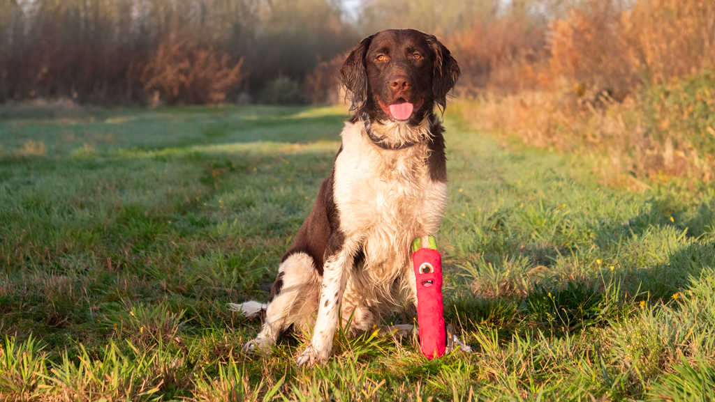 Dog Comets Invaders Oranje M — afbeelding 3