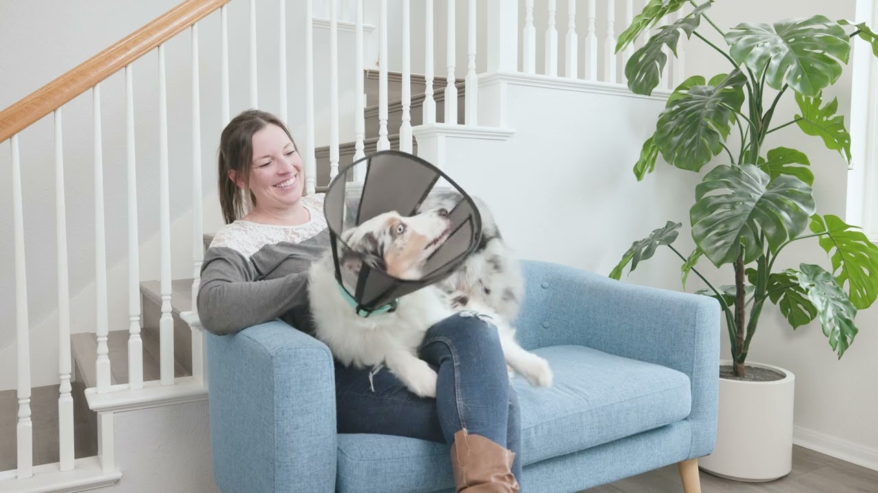 Zenpet Procone XL — afbeelding 5