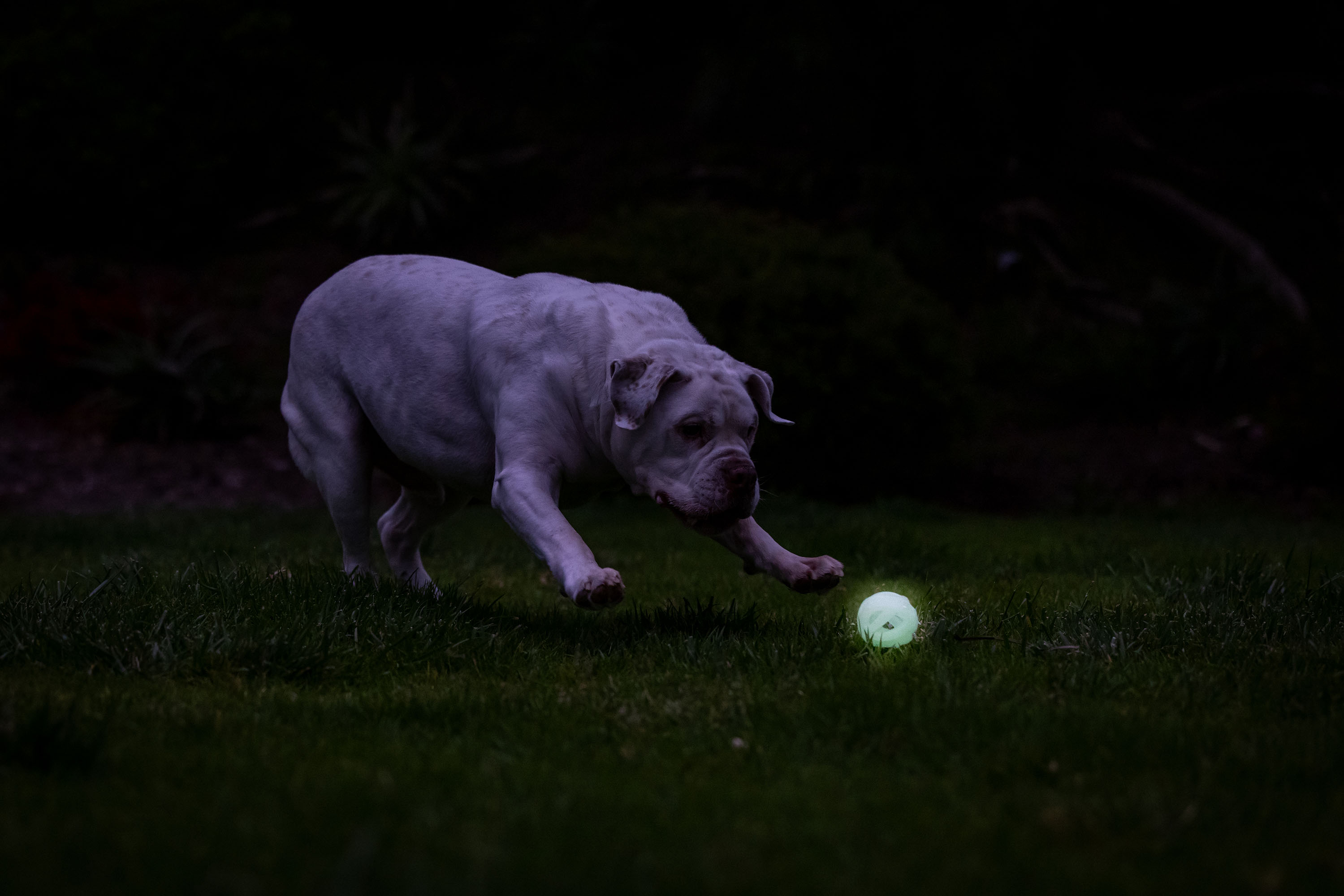 Chuckit! Air Glow Fetch Ball M — afbeelding 5