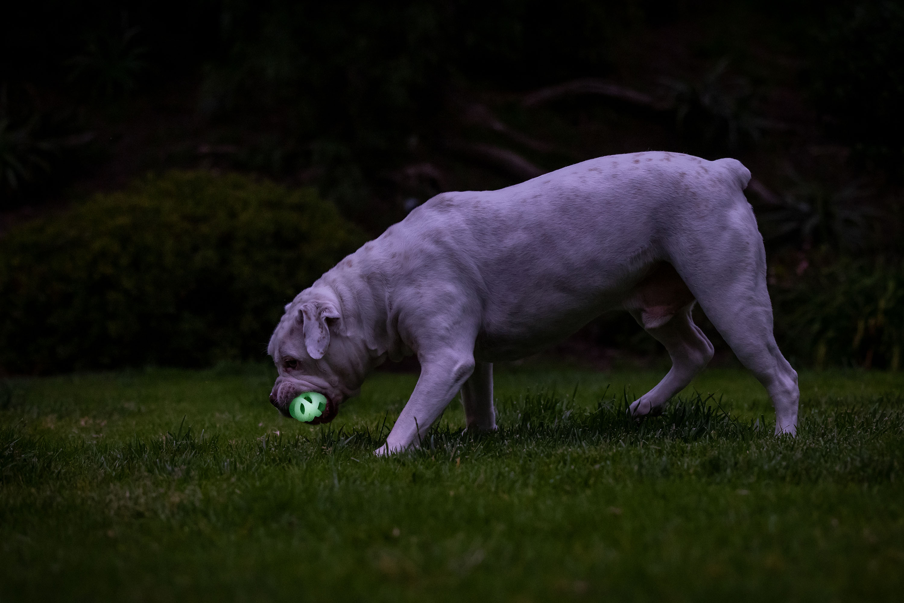 Chuckit! Air Glow Fetch Ball M (2-pack) — afbeelding 6