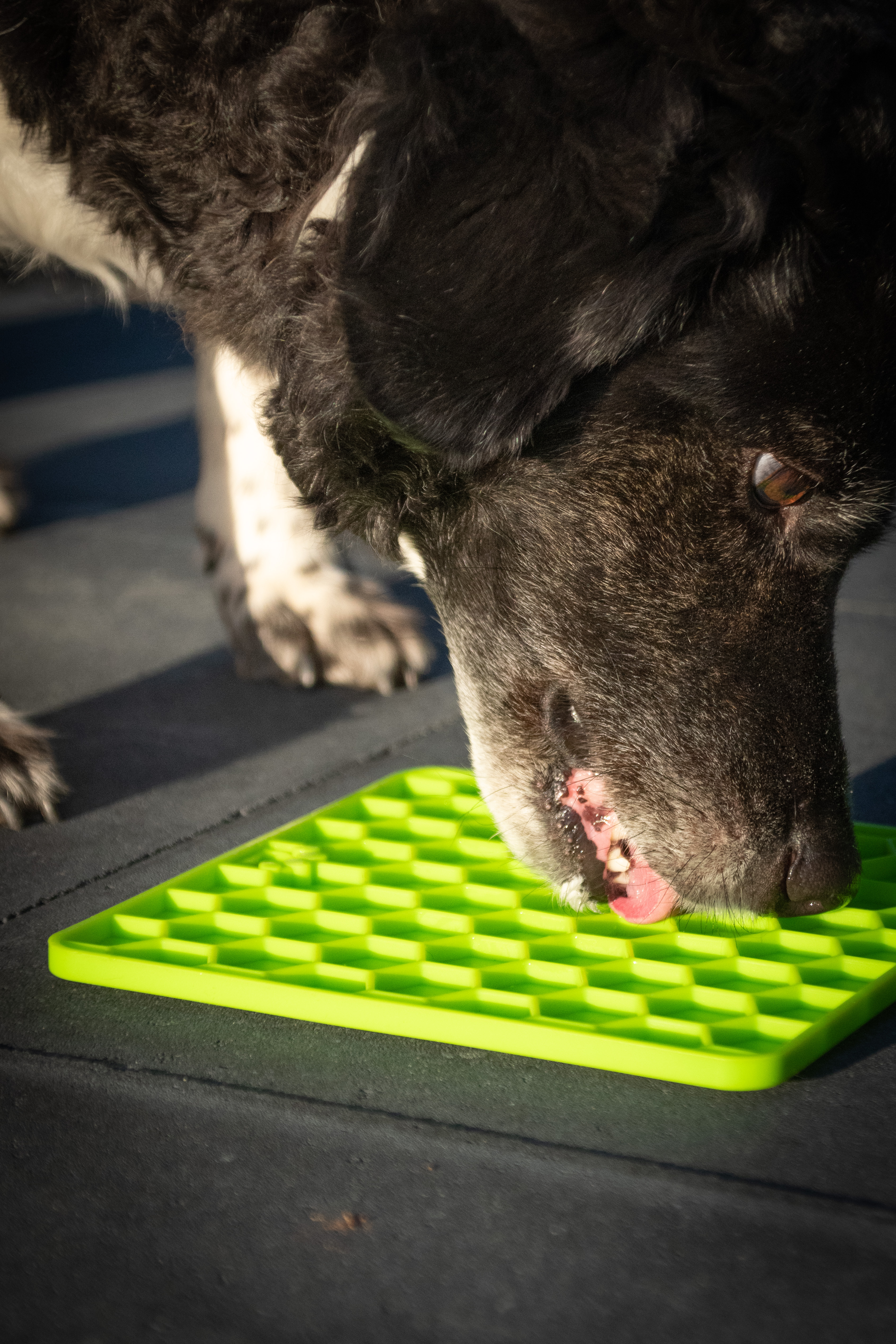 Eat Slow Live Longer Lick Mat Honeycomb Groen — afbeelding 4