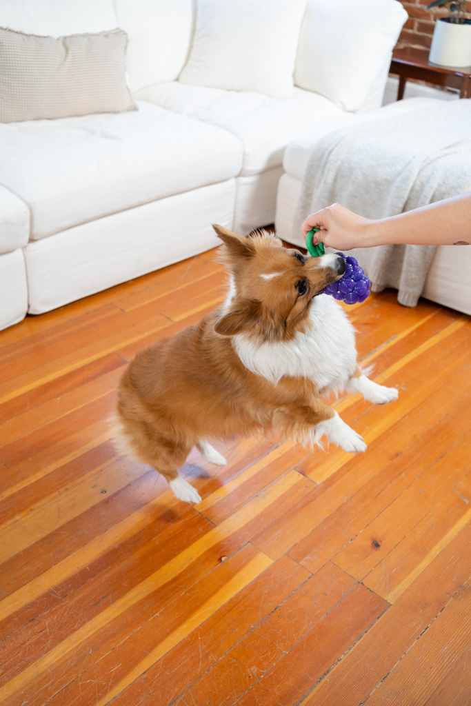 Outward Hound Dental Grapes — afbeelding 4