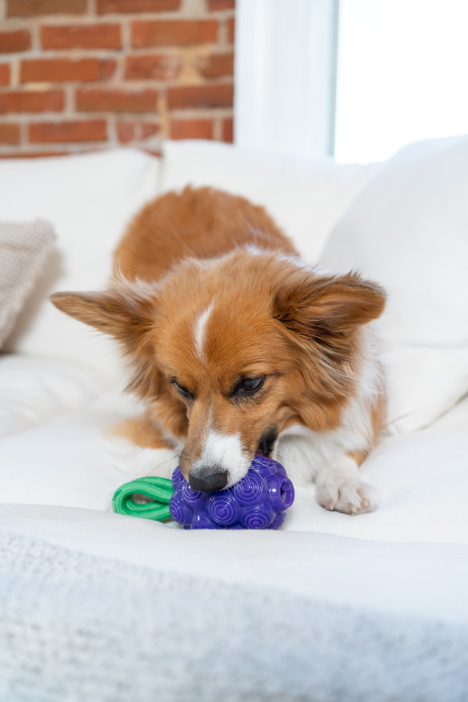 Outward Hound Dental Grapes — afbeelding 5