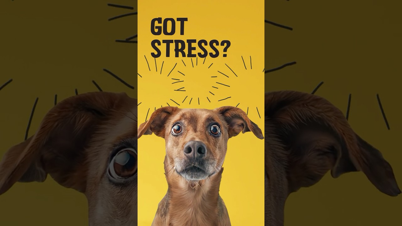 Excellent Pets No Stress Soft Chews 120 Treats — afbeelding 2
