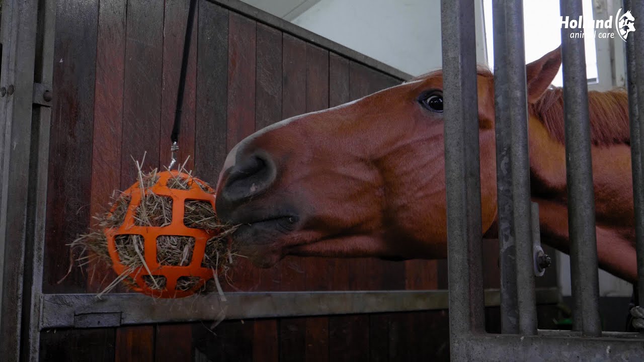Hay Slow Feeder Fun & Flex Oranje — afbeelding 3