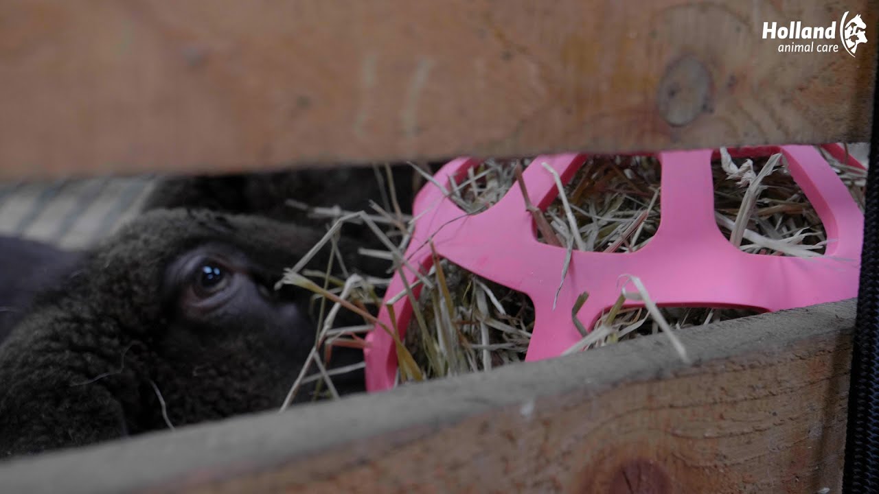 Hay Slow Feeder Fun & Flex Groen — afbeelding 3