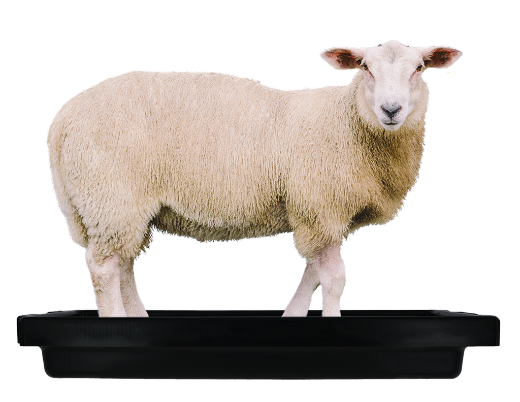 Voetbad schaap 120 x 40 x 18 cm — afbeelding 6