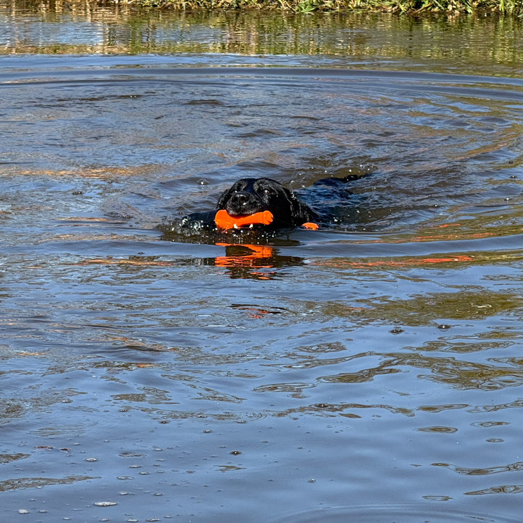 Dog Comets Bobber Oranje — afbeelding 6