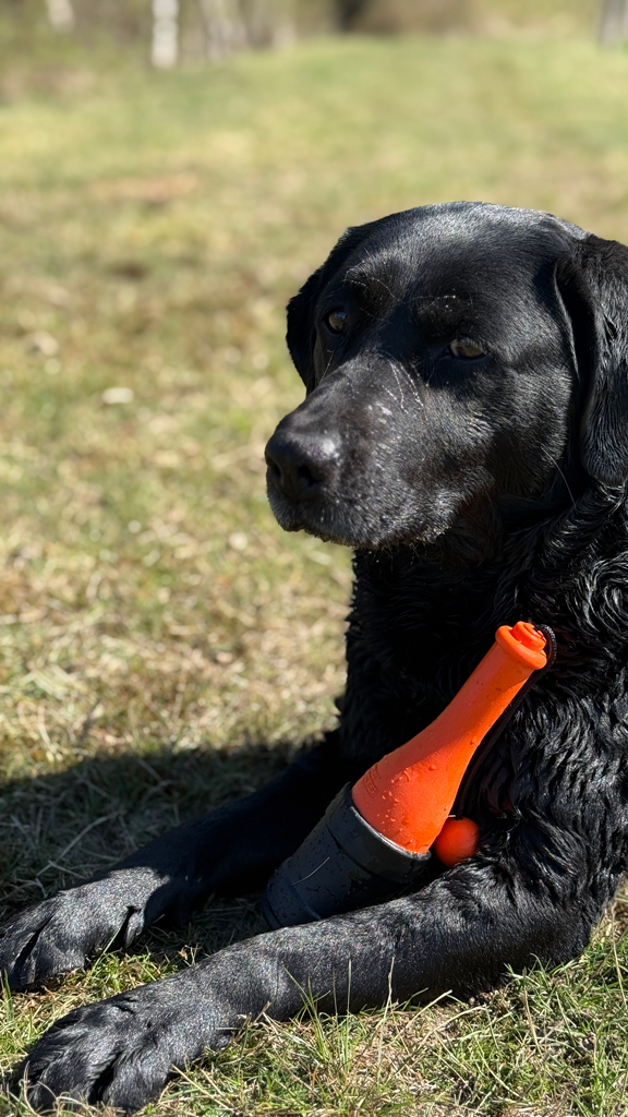 Dog Comets Bobber Oranje — afbeelding 5