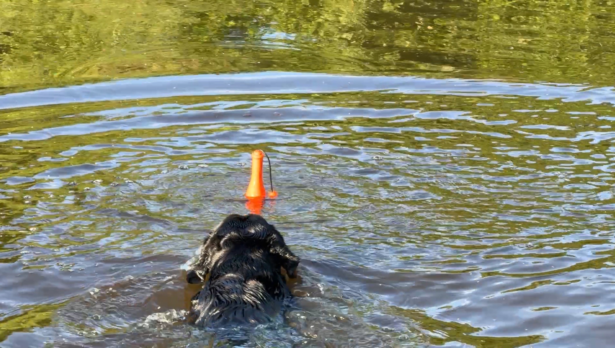 Dog Comets Bobber Oranje — afbeelding 4