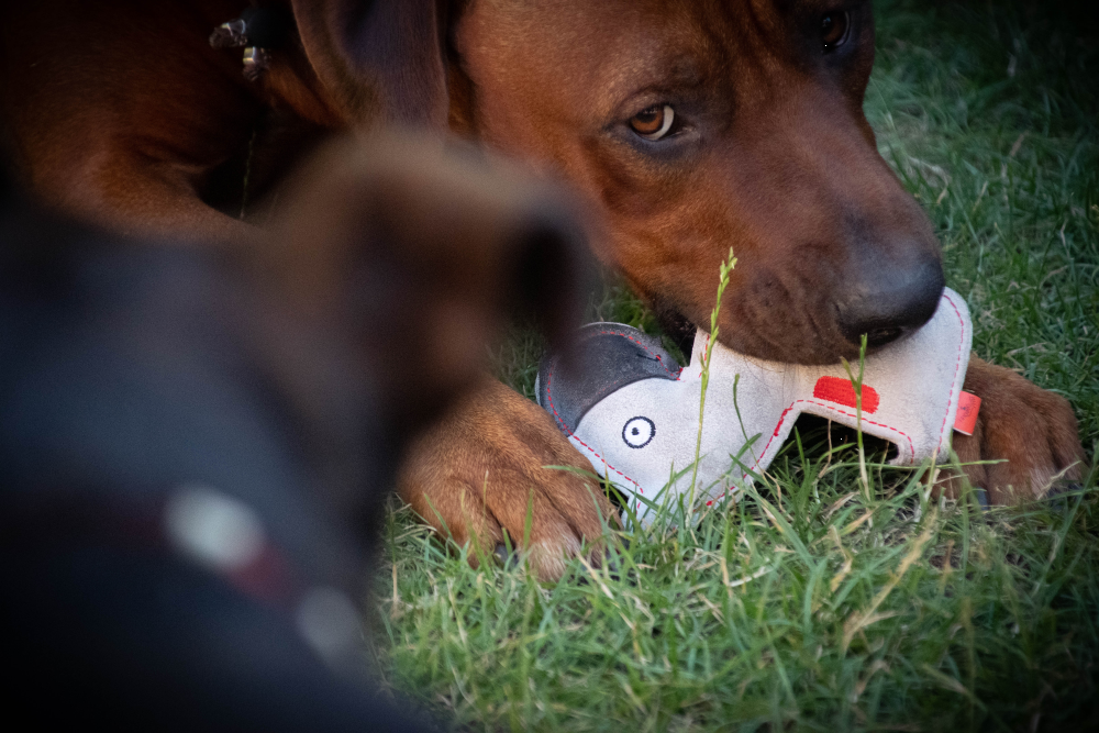 Doggy Doodles Ezel Lichtgrijs — afbeelding 2