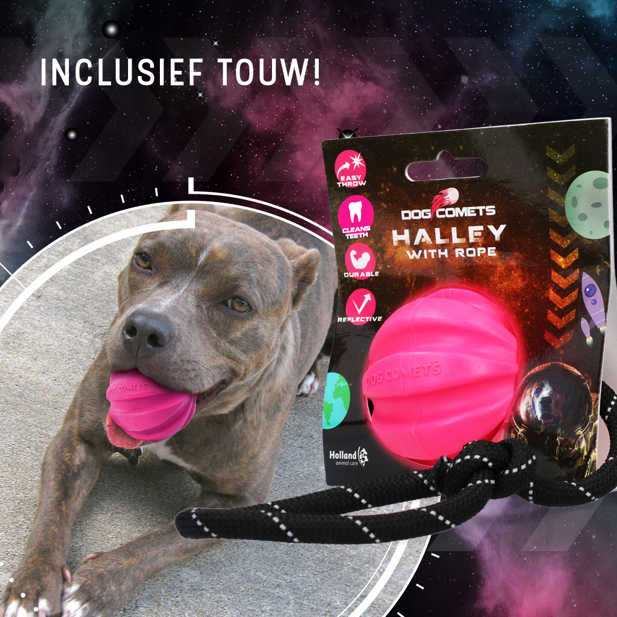 Dog Comets Halley Met Touw Roze — afbeelding 4