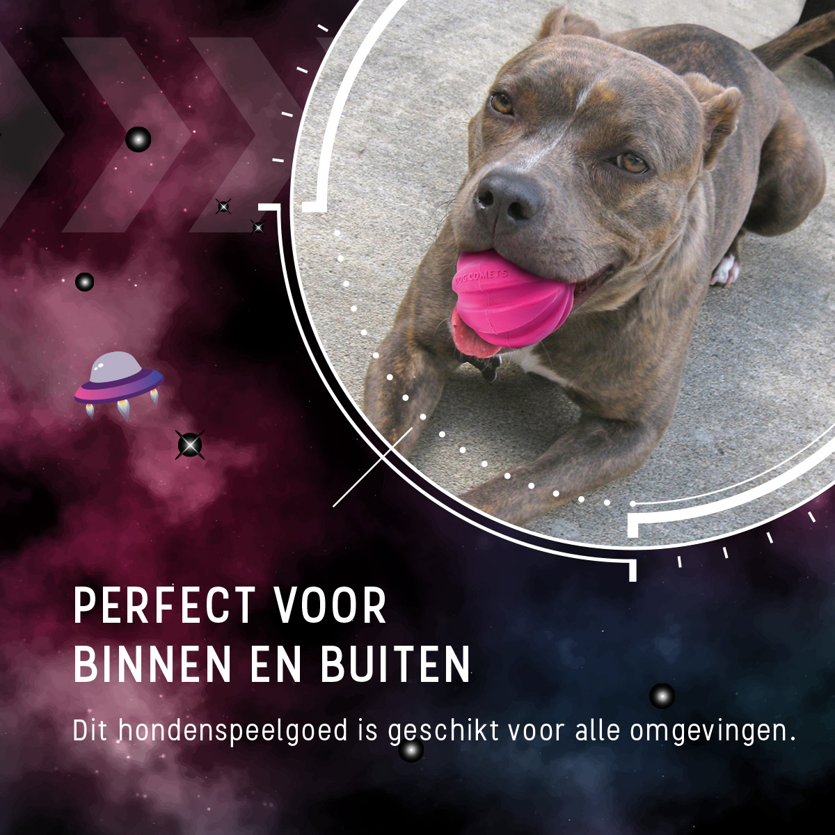 Dog Comets Halley Met Touw Roze — afbeelding 6
